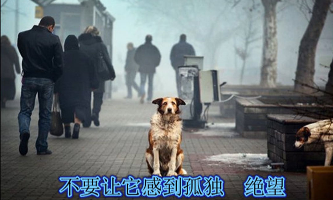 西青爱影圈微博微信转发案例